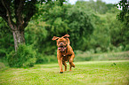 running Dogue de Bordeaux