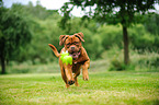 playing Dogue de Bordeaux
