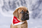 Dogue de Bordeaux Puppy
