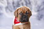 Dogue de Bordeaux Puppy