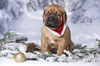 Dogue de Bordeaux Puppy
