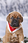Dogue de Bordeaux Puppy