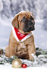 Dogue de Bordeaux Puppy