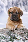 Dogue de Bordeaux Puppy