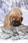 Dogue de Bordeaux Puppy