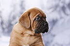 Dogue de Bordeaux Puppy