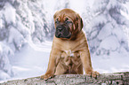 Dogue de Bordeaux Puppy