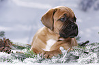 Dogue de Bordeaux Puppy