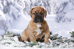 Dogue de Bordeaux Puppy