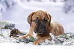 Dogue de Bordeaux Puppy