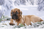 Dogue de Bordeaux Puppy