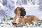 Dogue de Bordeaux Puppy