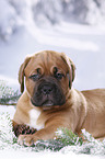 Dogue de Bordeaux Puppy
