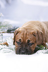 Dogue de Bordeaux Puppy