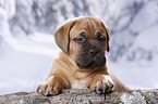 Dogue de Bordeaux Puppy