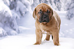 Dogue de Bordeaux Puppy