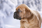 Dogue de Bordeaux Puppy
