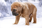 Dogue de Bordeaux Puppy