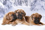 3 Dogue de Bordeaux Puppies