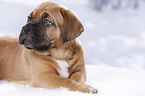 Dogue de Bordeaux Puppy