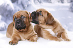 2 Dogue de Bordeaux Puppies