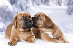 2 Dogue de Bordeaux Puppies