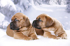 2 Dogue de Bordeaux Puppies