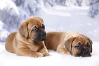 2 Dogue de Bordeaux Puppies