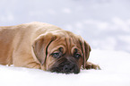 Dogue de Bordeaux Puppy
