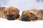 2 Dogue de Bordeaux Puppies