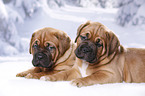 2 Dogue de Bordeaux Puppies