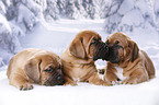 3 Dogue de Bordeaux Puppies