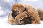 2 Dogue de Bordeaux Puppies