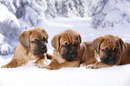 3 Dogue de Bordeaux Puppies