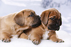 2 Dogue de Bordeaux Puppies