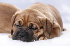 Dogue de Bordeaux Puppy