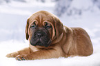 Dogue de Bordeaux Puppy