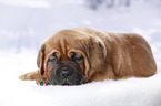 Dogue de Bordeaux Puppy