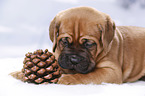 Dogue de Bordeaux Puppy