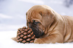 Dogue de Bordeaux Puppy