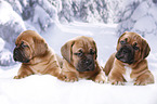 3 Dogue de Bordeaux Puppies