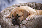 Dogue de Bordeaux Puppy