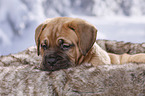 Dogue de Bordeaux Puppy