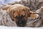 Dogue de Bordeaux Puppy