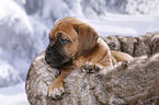 Dogue de Bordeaux Puppy