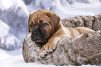 Dogue de Bordeaux Puppy