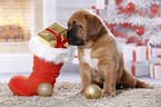 Dogue de Bordeaux Puppy