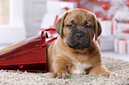 Dogue de Bordeaux Puppy
