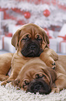 2 Dogue de Bordeaux Puppies