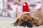 Dogue de Bordeaux Puppy